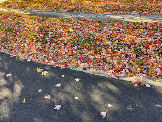 Colorful autumn leaves on the ground between a street and sidewalk 