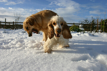 Golden retriever dog and Cocker Spaniel playing in the snow
