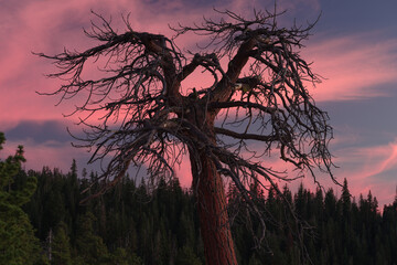 Leafless, solitary pine tree against twilight red clouds, looking south. Shown at Taft Point,...