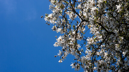 Vibrant White Magnolia Blossoms Adorn Tree Branches Against a Strikingly Clear Blue Sky on a Bright Sunny Day