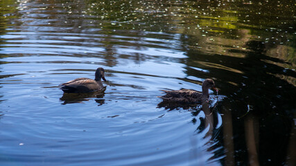 Two ducks gracefully glide across a serene pond, their forms reflected upon the gently rippling water surface on a bright day.