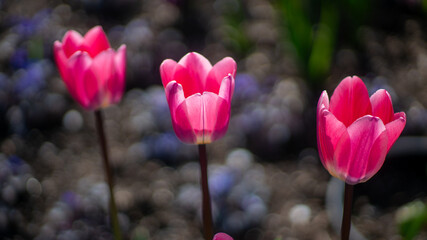 Three Vibrant Pink Tulip Flowers Stand Gracefully in a Garden with a Soft Bokeh Background,...