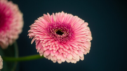 Vibrant Pink Gerbera Daisy Bloom Captured in Striking Close-Up Detail Against a Muted Dark Teal...