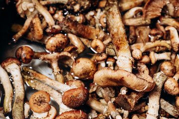 Forest mushrooms are washed in the kitchen sink. The season for honey mushrooms and the harvest