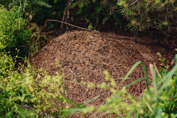 Obraz premium A large ant hill is visible in a vibrant garden. It is made of soil and organic matter, surrounded by greenery and small plants during a sunny day.