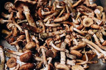 Forest mushrooms are washed in the kitchen sink. The season for honey mushrooms and the harvest