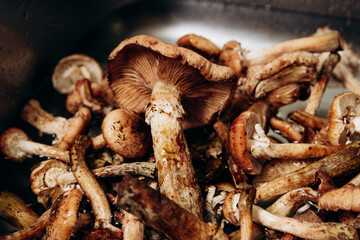 Forest mushrooms are washed in the kitchen sink. The season for honey mushrooms and the harvest