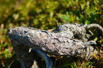 Pinus pumila, known as Siberian dwarf pine, an evergreen coniferous shrub with five clustered needles, growing on high mountain slopes of Korea. Photographed in Korea.