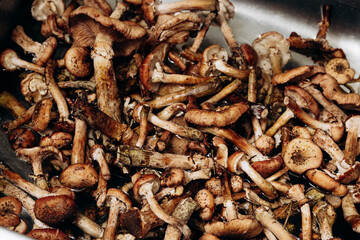 Forest mushrooms are washed in the kitchen sink. The season for honey mushrooms and the harvest