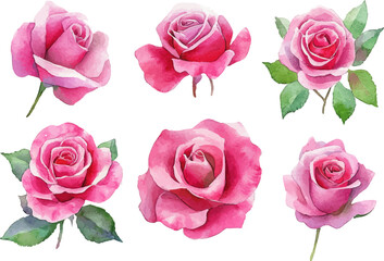 pink roses on white background