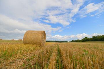 Fototapeta premium Golden Harvest Hay Bales Serenely Stacked in a Beautiful Scenic Field Under a Bright Blue Sky