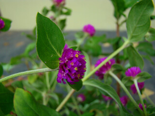 A Wilting Button Flower in the Garden, Vibrant Globe Amaranth Flower, Gomphrena globosa