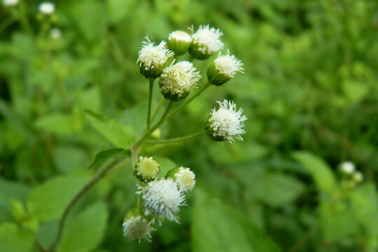 Close-up of Fluffy White Wildflowers, Delicate Ageratum Flower Clusters in Nature, Ageratum conyzoides