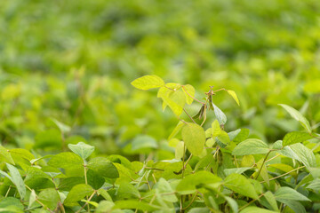 Lush Green Leaves Nestled in a Vibrant and Thriving Natural Environment Full of Life