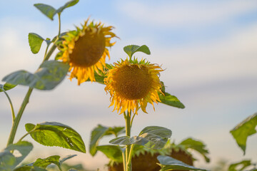 The Bright and Vibrant Sunflowers Are Blossoming Beautifully Against a Clear Blue Sky on a Sunny Day