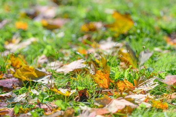 The Autumn Leaves Rest Gently on the Fresh, Lush Green Grass, Creating a Peaceful Scene