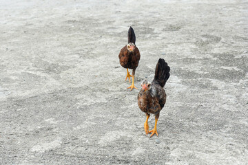 walking young breed chickens raised as free birds and forging freely in a backyard