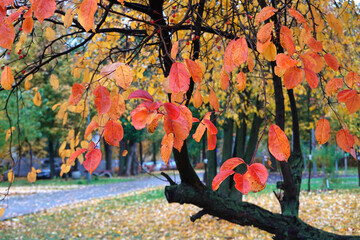 Beautiful urban calm autumn landscape with a tree at front with red leaves