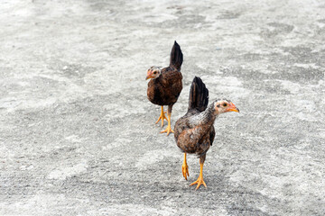 walking young breed chickens raised as free birds and forging freely in a backyard