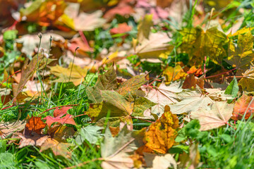 A Stunning Display of Colorful Autumn Leaves Layered on Green Grass Ground Below