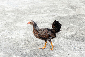 walking young breed chickens raised as free birds and forging freely in a backyard