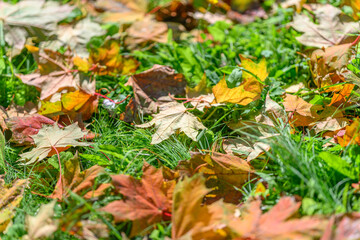 The Vibrant Autumn Leaves Scatter Across the Lush Green Grass, Creating a Picturesque Scene