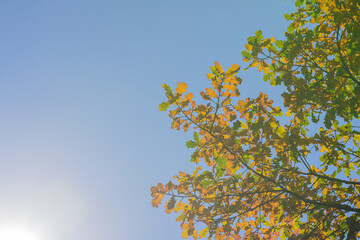 The Beautiful Autumn Leaves Dance Gracefully and Playfully Under a Clear Blue Sky Above Us