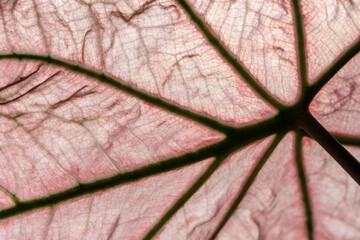 Obraz premium Abstract Macro of Pink Leaf Veins with Translucent Backlight