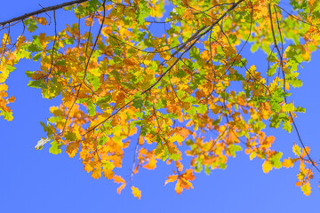 Colorful Autumn Leaves Beautifully Displayed Against a Clear Blue Sky Full of Light