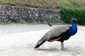 Peacock or blue peafowl, also known as Pavo cristatus, a male elegant and colorful big bird