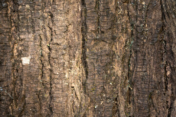 Obraz premium Rough Brown Tree Bark Texture Background with Deep Vertical Ridges
