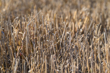Fototapeta premium The beautiful golden wheat field stands proud and empty after a bountiful harvest in autumn