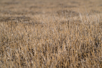 Golden Tall Grass Fields Bathed in Natural Light Reflecting the Serenity of the Outdoors
