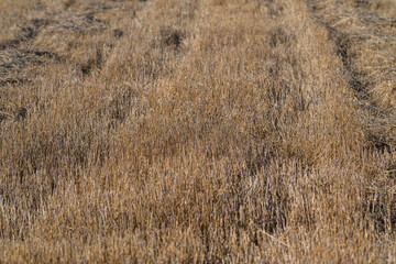 Fototapeta premium Golden Fields of Harvest Natures Abundance, showcasing the beauty of agriculture and biodiversity