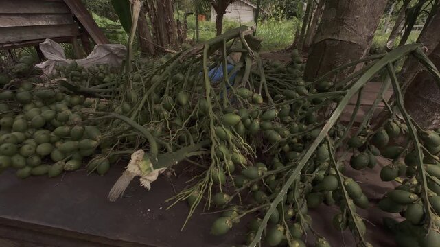 4K 60 FPS video of fresh green areca nut bunches and fruits, just harvested from the tree and about to be sold.