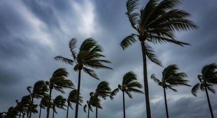 Fototapeta premium Stormy Palms Windswept trees against a threatening sky Tropical Tempest.