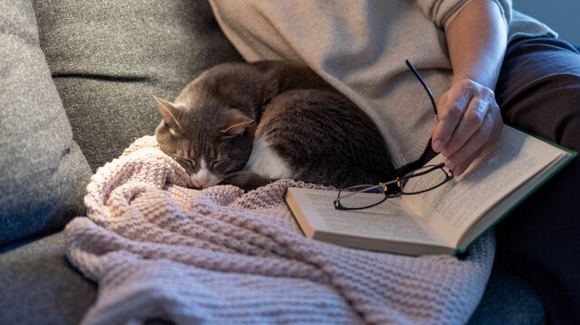 cat sleeping on the couch