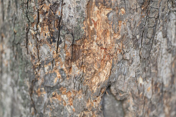 Intricately Textured Tree Bark Featuring Unique Natural Patterns and Color Variations