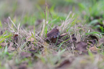 Natures Small Wonders An Intricate Closeup of an Insect in Green Grass and Nature