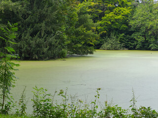 A pond full of green algae and surrounded by trees with green leaves
