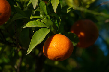 SAGUNTO, SPAIN &ndash; NOVEMBER 7, 2025: Ripe oranges hanging on branches of orange trees at sunrise in Sagunto, Valencia province, Spain, showing Mediterranean citrus cultivation during harvest season.