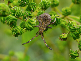 Green twisted leaves of a plant (Filipendula ulmaria) and a brown beetle (Coreus marginatus) sitting on it
