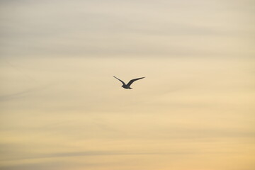 Abendstimmung an der Küste
