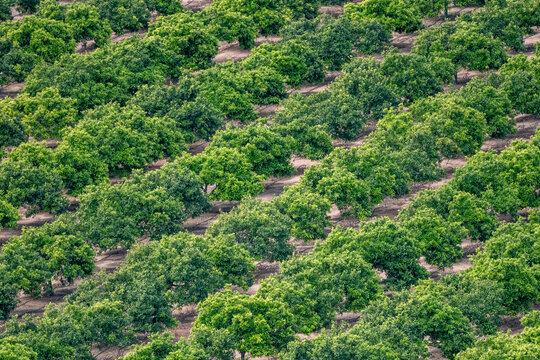 SAGUNTO, SPAIN &ndash; MAY 2025: Aerial view of an orange tree row in Sagunto, Valencia province, Spain, showing Mediterranean citrus cultivation during late spring.