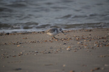 Abendstimmung an der Küste