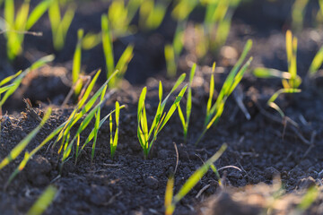 New, vibrant green grass sprouts are emerging from the fresh soil of the landscape