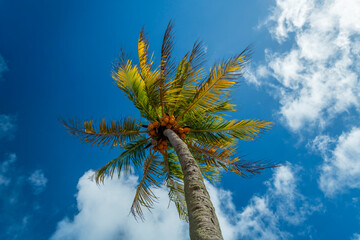 Coconut Palm Tree Against Blue Sky, Northeastern Coast of Brazil