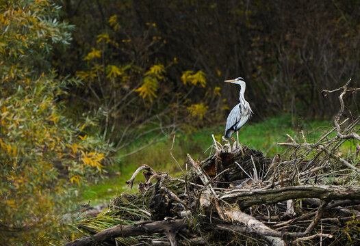 Grey heron