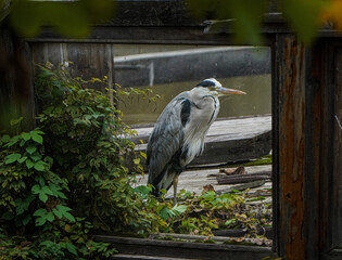 Grey heron