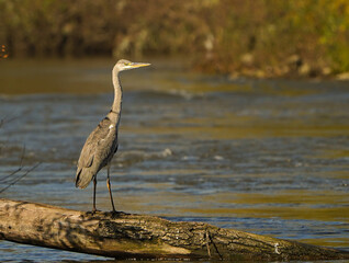 Grey heron